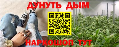 сатива Новокубанск
